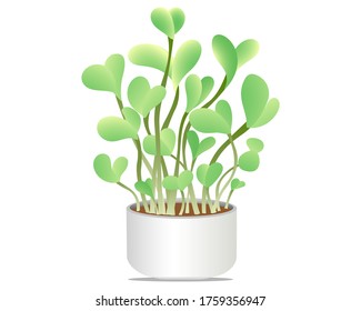 Fresh young sprouts, a microgreen in a white pot. Microgreen healthy food. Vegetarian food. Vector illustration
