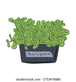 Fresh young sprouts various plants. Microgreen healthy food. Vegetarian food. Stamp for packaging design. Vector illustration