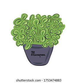 Fresh young sprouts various plants. Microgreen healthy food. Vegetarian food. Stamp for packaging design. Vector illustration