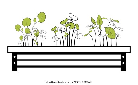 La juventud fresca brota varias plantas. Ilustración vectorial de boceto microverde. Comida vegetariana saludable.