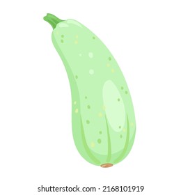 Fresh zucchini. In cartoon style. Isolated on white background. Vector flat illustration.