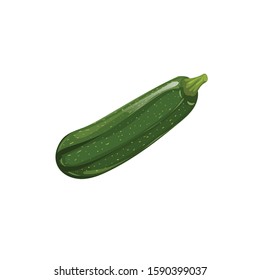 Fresh zucchini in cartoon style. Vector illustration of farm fresh vegetable. Organic food isolated on white background.
