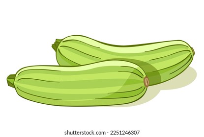 Fresh zucchini color illustration isolated on background. Veggies squash. Vector vegetable marrow. Organic eco food. Fresh whole vegetable.