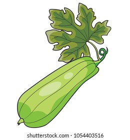 Fresh zucchini isolated on background. Squash whole. Fresh vegetable marrow isolated. Oblong, green squash. Vegetable marrow courgette or zucchini. Harvest courgette organic ingredient.