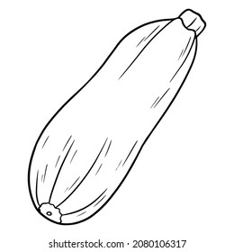 Zucchini fresco. Gran médula vegetal. Ingrediente para la cocina. Estilo de línea. Ilustración vectorial para diseño y decoración.