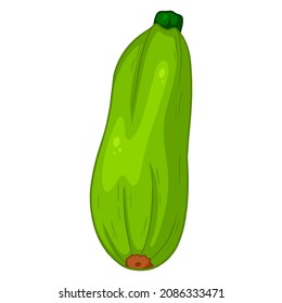 Zucchini fresco. Gran médula vegetal. Ingrediente para la cocina. Estilo de línea. Ilustración vectorial para diseño y decoración.