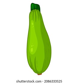 Fresh zucchini. Large green vegetable marrow. Ingredient for the kitchen. Line style. Vector illustration for design and decoration.