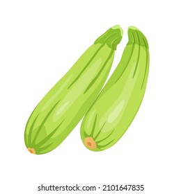 Fresh zucchini or marrow ripe isolated icon. zucchini for farm market, organic food, vegetarian salad recipe design. Vector illustration in flat style isolated on white background.