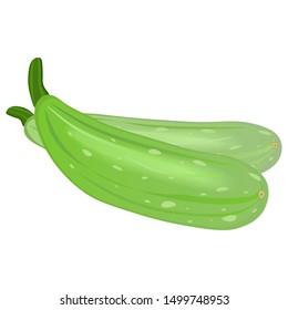 Fresh zucchini on a white background. Harvesting for the winter. Autumn harvest. Vector illustration