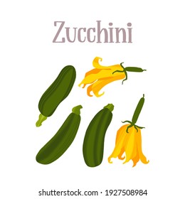 Fresh Zucchini vegetable and flowers. Healthy nutrition product. Vector hand drawn flat isolated illustration with hand written lettering for your design on white background.