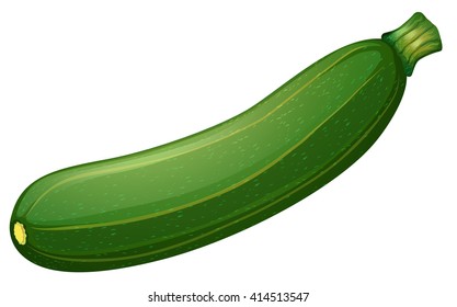 Fresh zucini on white background illustration