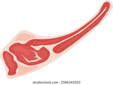 Freshly cut red meat with visible bone, presenting a nutritious protein option for maintaining a balanced diet, isolated against a clean white background