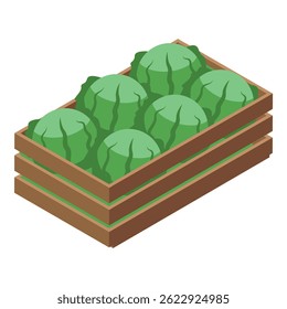 Freshly harvested cabbages resting in a wooden crate, ready for transportation or sale