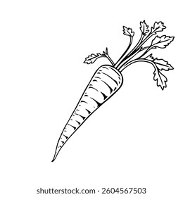 Freshly Harvested Carrot Line Art Illustration