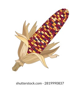 Freshly harvested multicolored Indian corn on a white background