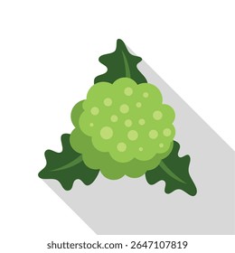 Freshly harvested romanesco broccoli with a long shadow on a white background