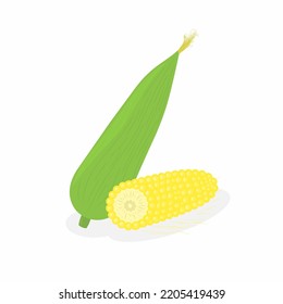Freshly picked yellow sweet corn from the tree, isolated on white