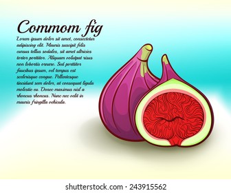 freshness common fig vector illustration