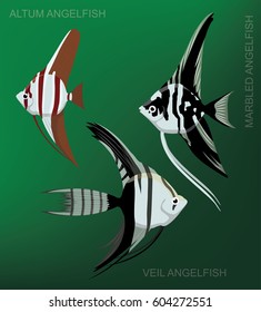 Freshwater Angelfish Set Cartoon Vector Illustration