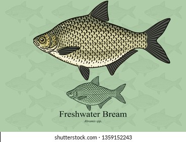 Freshwater Bream. Vector illustration with refined details and optimized stroke that allows the image to be used in small sizes (in packaging design, decoration, educational graphics, etc.)