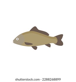 freshwater carp fish flat design vector illustration