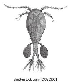 Freshwater Copepod or Cyclops sp., vintage engraved illustration. Le Magasin Pittoresque - 1874