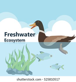 freshwater ecology 