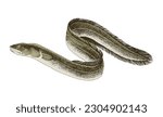 Freshwater Eel. A long fish like a snake