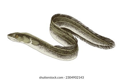 Freshwater Eel. A long fish like a snake