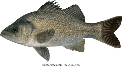 Freshwater Estuary Perch Australian Fish Drawing And Coloring