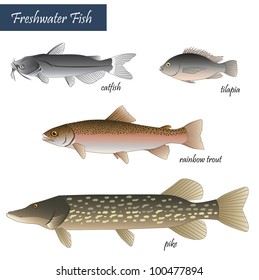 Freshwater Fish Stock Vector (Royalty Free) 100477894 | Shutterstock