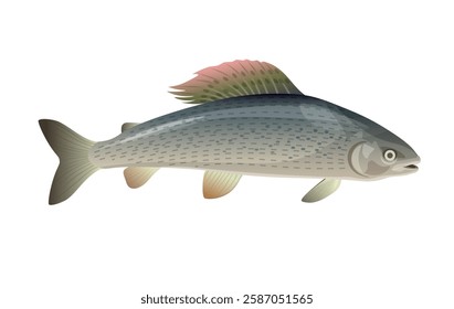 Freshwater fish arctic grayling. Thymallus arcticus. Close up. Vector illustration isolated on a white background.