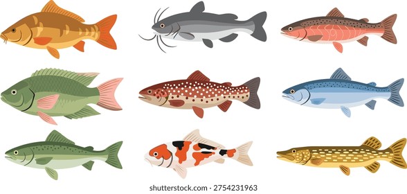 Freshwater fish collection set, various species including salmon trout carp catfish and koi, colorful aquatic animal vector illustration, isolated white.