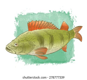 freshwater fish color drawing on watercolor background