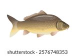 Freshwater fish common carp, side view close up. Vector illustration isolated on a white background.