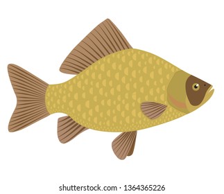 The freshwater fish, the Crucian carp (Carassius carassius), is isolated on white background