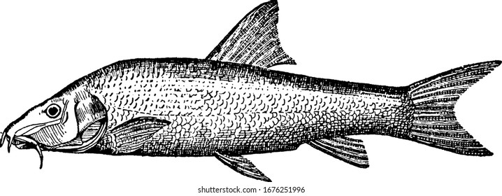 Pescado de agua dulce distinguido por sus costillas en la boca, encontrado en grava y aguas de fondo rocoso de flujo lento con alto contenido de oxígeno disuelto, dibujo vintage o ilustración de grabado.