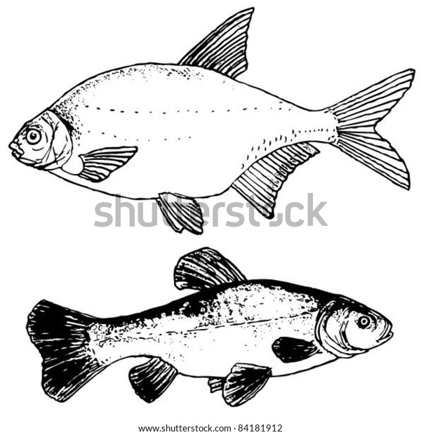 Freshwater Fish Drawing Stock Vector (Royalty Free) 84181912 Shutterstock