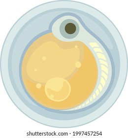 Fisch-Ei (Laiche) mit Embryo einzeln auf weißem Hintergrund