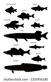 Freshwater fish of Europe (pike, perch, vendace, trout, etc.). Vector drawn silhouettes images collection.