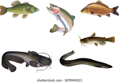 freshwater fish figures carp catfish eel catfish