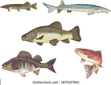freshwater fish figures pike sturgeon trout perch
