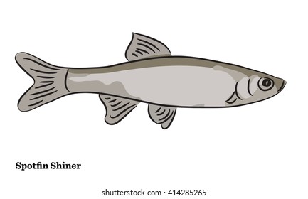 Freshwater Fish Illustration Stock Vector Royalty Free