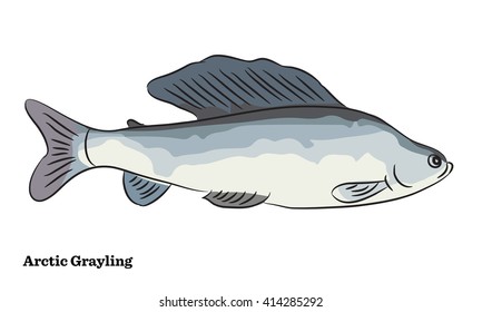 Freshwater fish illustration.