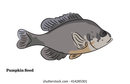 Freshwater fish illustration.