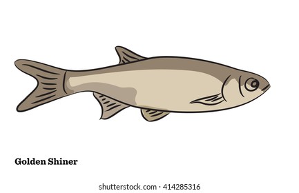 Freshwater fish illustration.