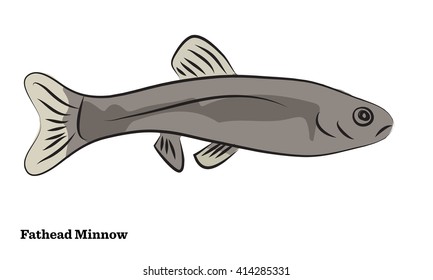 Freshwater fish illustration.