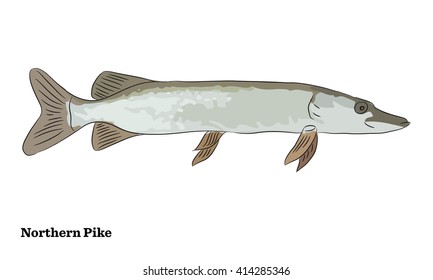 Freshwater fish illustration.