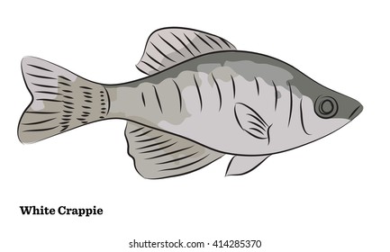Freshwater fish illustration.