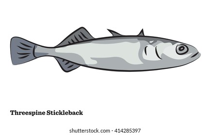 Freshwater fish illustration.